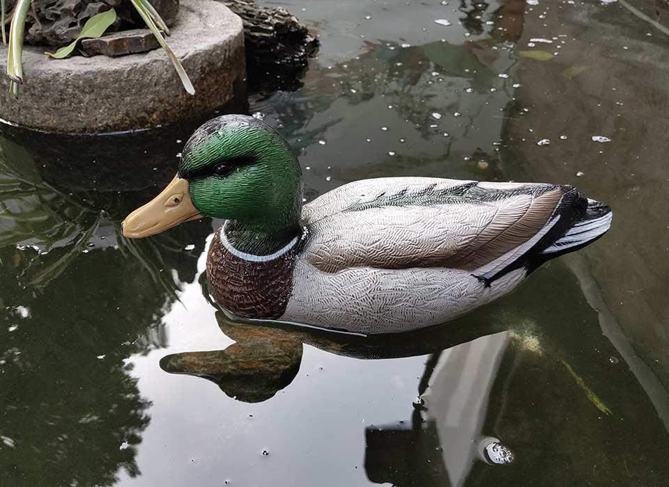 Чучело селезень "Кряква"